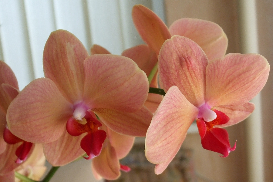 orchidee