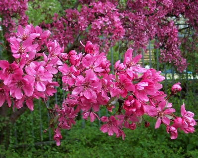 lente!